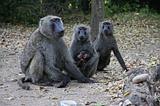 Ethiopia - Mago National Park - Baboons - 15